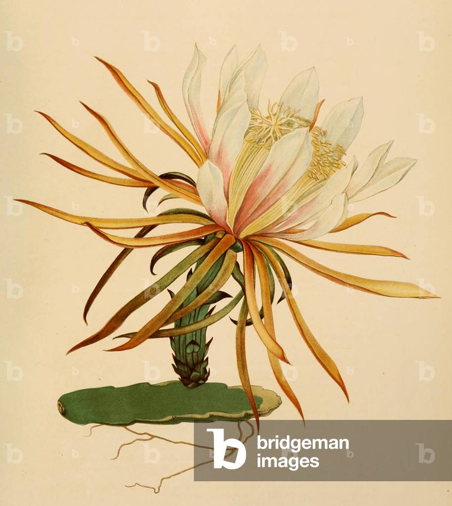 Image of Hylocereus lemairei, Kaktus, Kakteen