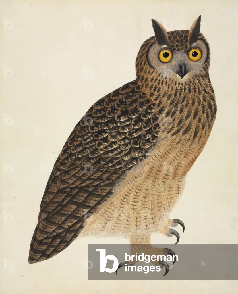 "Bubo-Bubo-Bengalensis" 1801, b/w