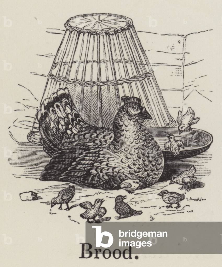 Brood (gravure)