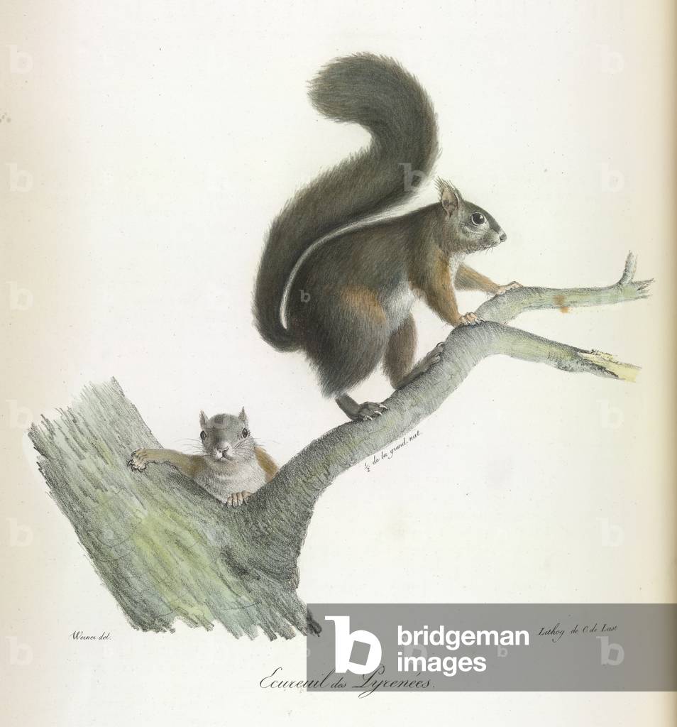 Ecureuil des Pyrenées by French Artist
