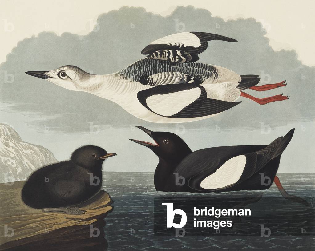 Cepphus grylle 1827 par John James Audubon