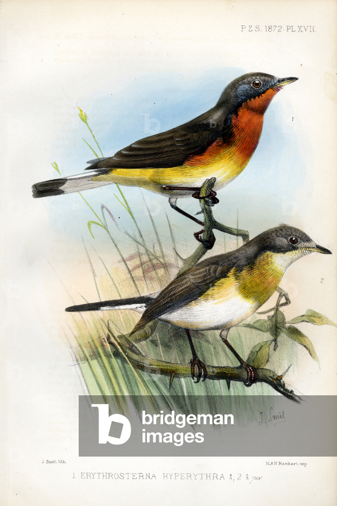 Pigliamosche Hyperythra (stampa)