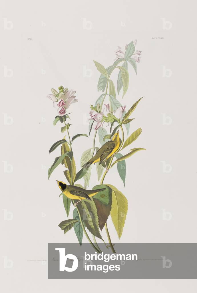 Illustration von 'Birds of America', 1827-38 (handkolorierte Gravur & Aquatinte)