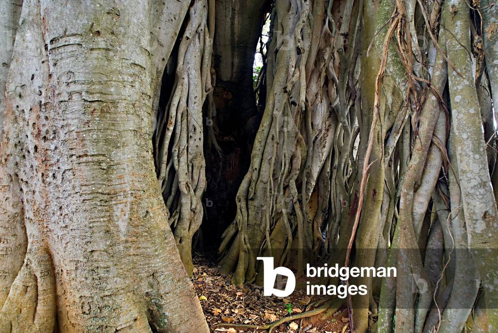 Banyan tree (photo)