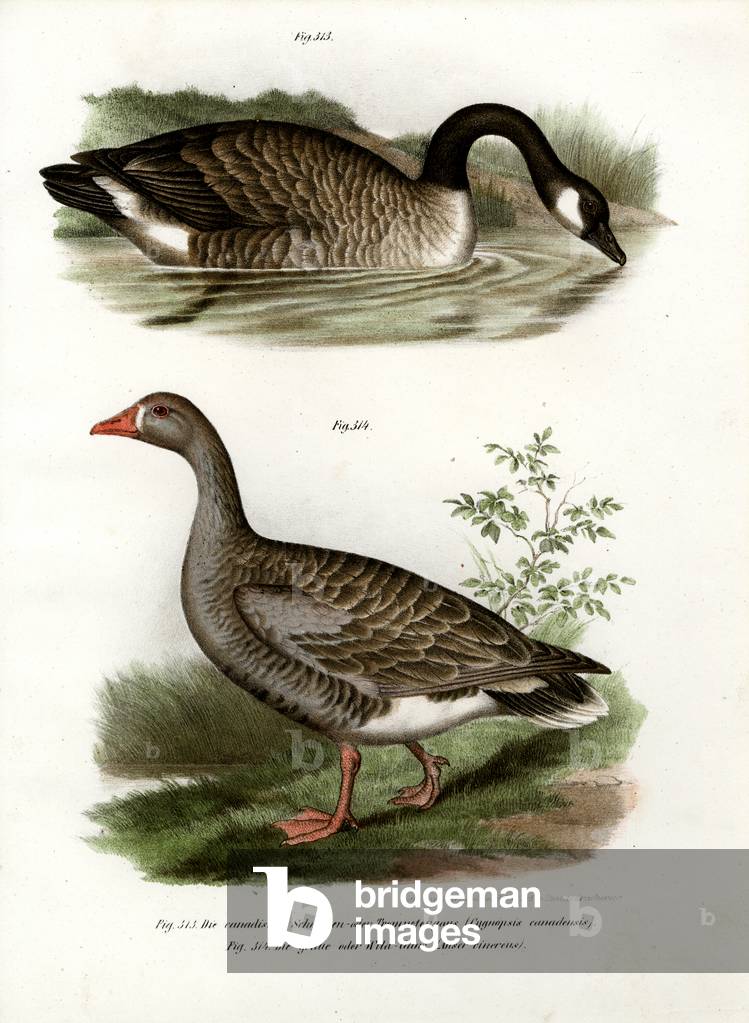 Chinese goose 1864 by German Artist, b/w