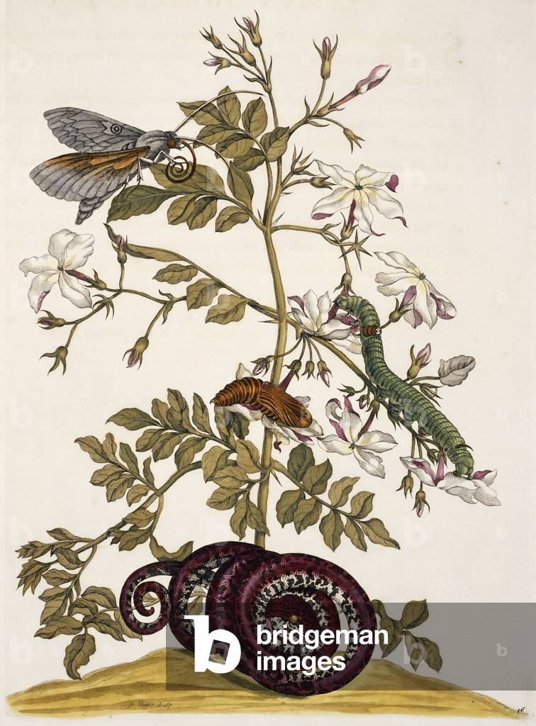 Illustration from 'Insects of Surinam', 1726 (hand-coloured engraving)