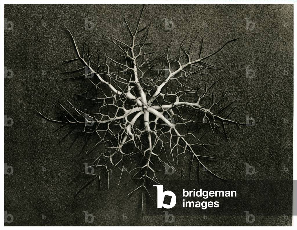 Nigella Damascena. 1929 (fotoincisione)