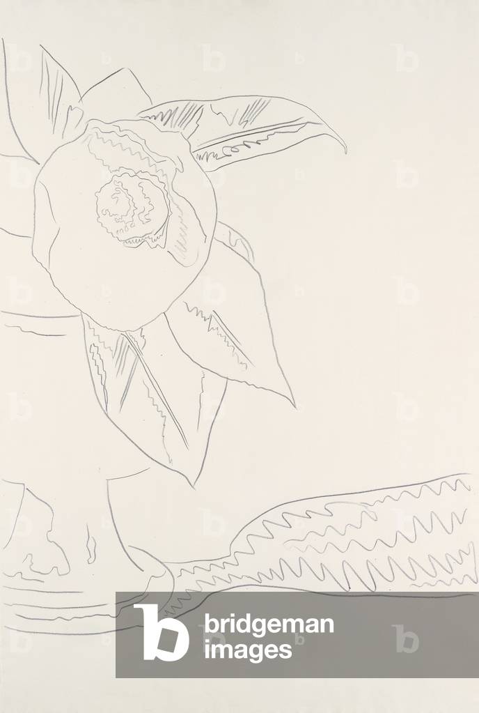 Bild von Zeichnung "Blume (# 1-8)", 1975 von Andy Warhol