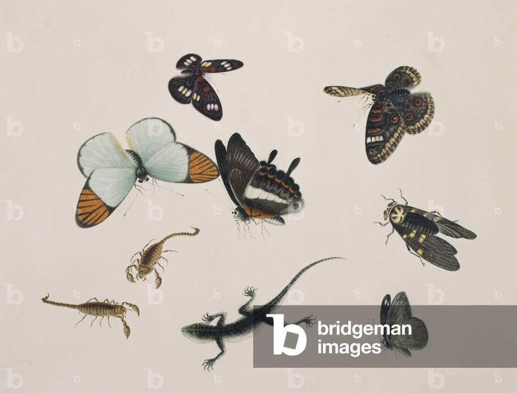 Specie di insetti provenienti dalla Cina