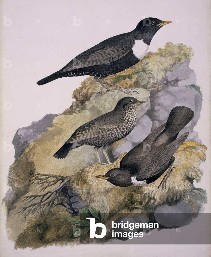 Bild von Druck "Turdus torquatus" von William MacGillivray