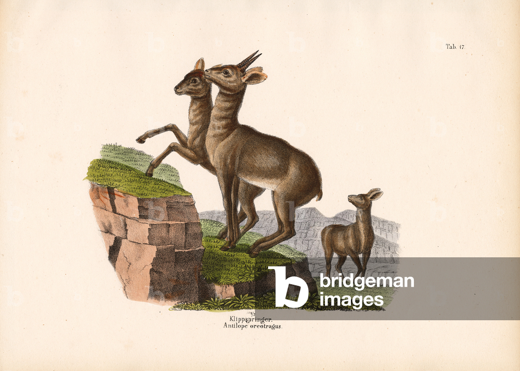 Immagine di Incisione "Klipspringer" 1848 di Conrad Kull
