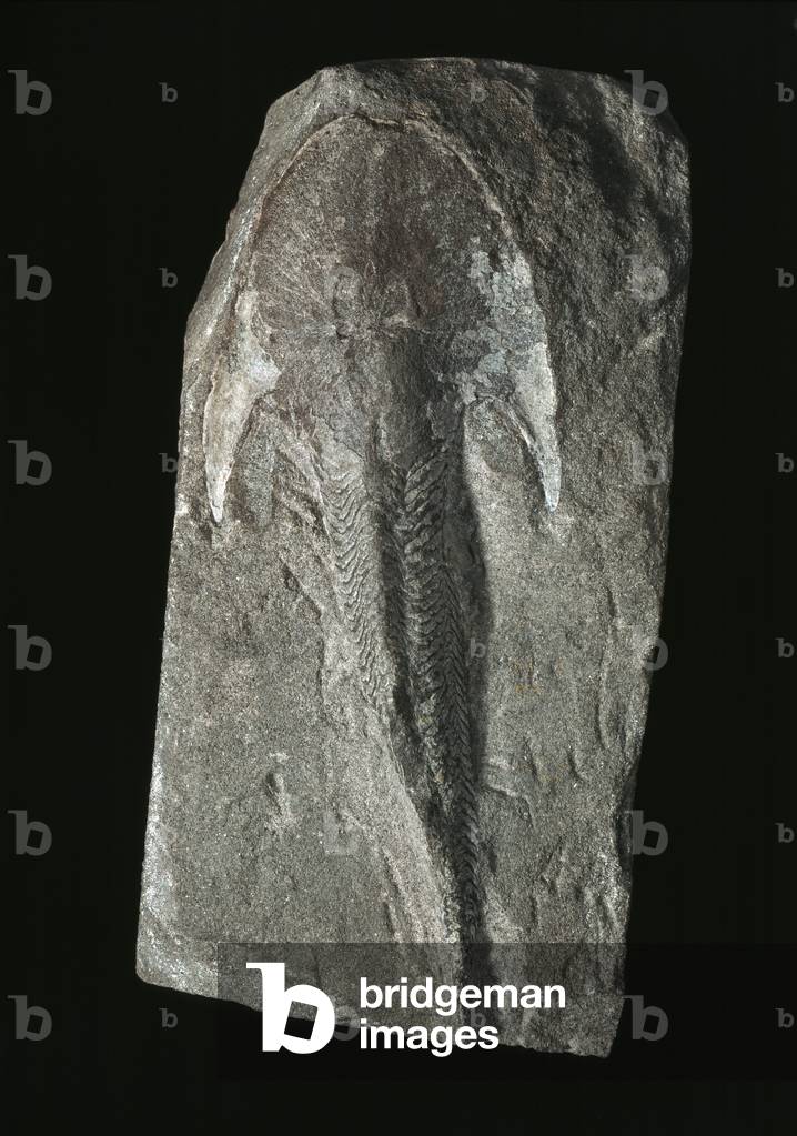 Image of Extinct jawless fossil fish
