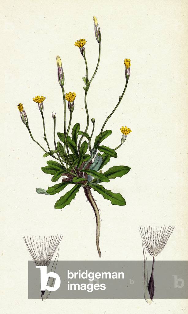 Hypochoeris Glabra Liscio Gatto Orecchio