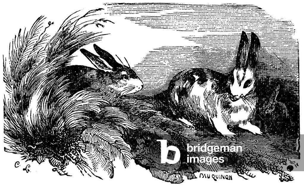 Rabbit