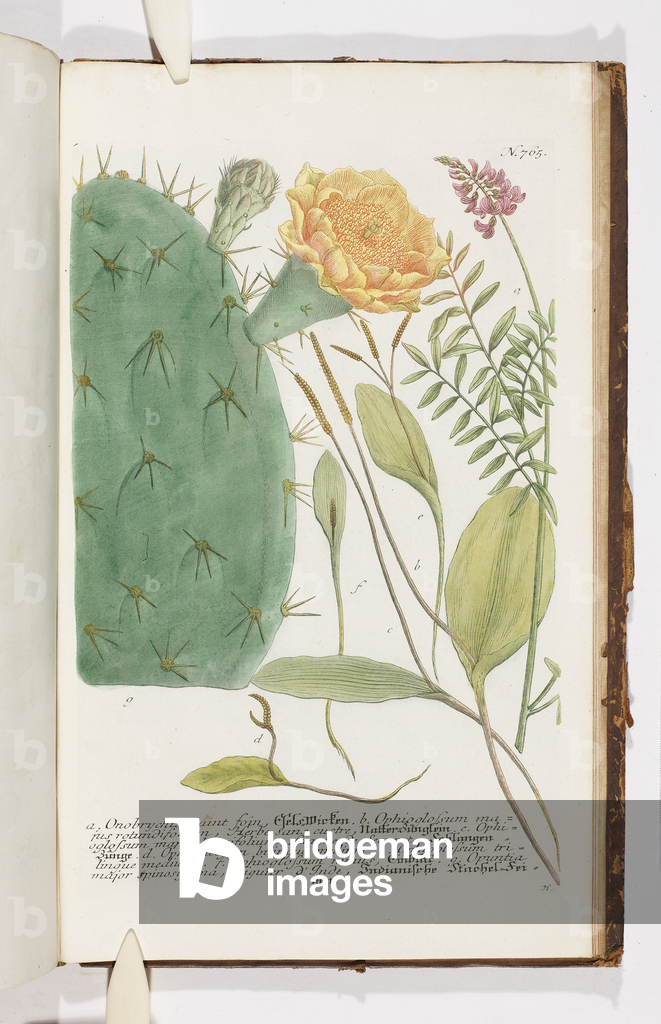 Bild von Gravur "Onobrychi und Ophioglosum " 1737