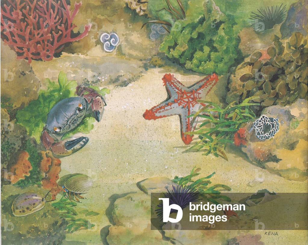 "Shell Guide to the Water's Edge (entworfen und gedruckt von Shell in East Africa)" von Rena Fennessy