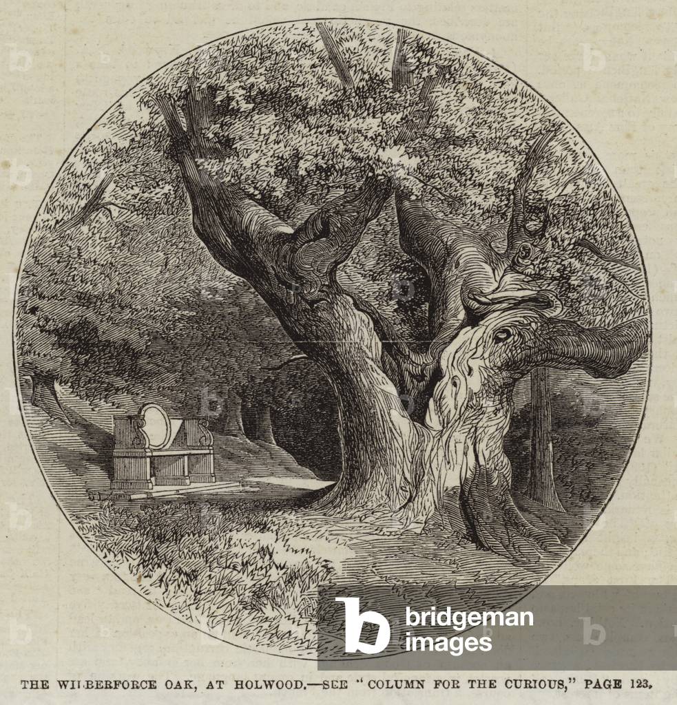 "il wilberforce quercia" di English School, b/w