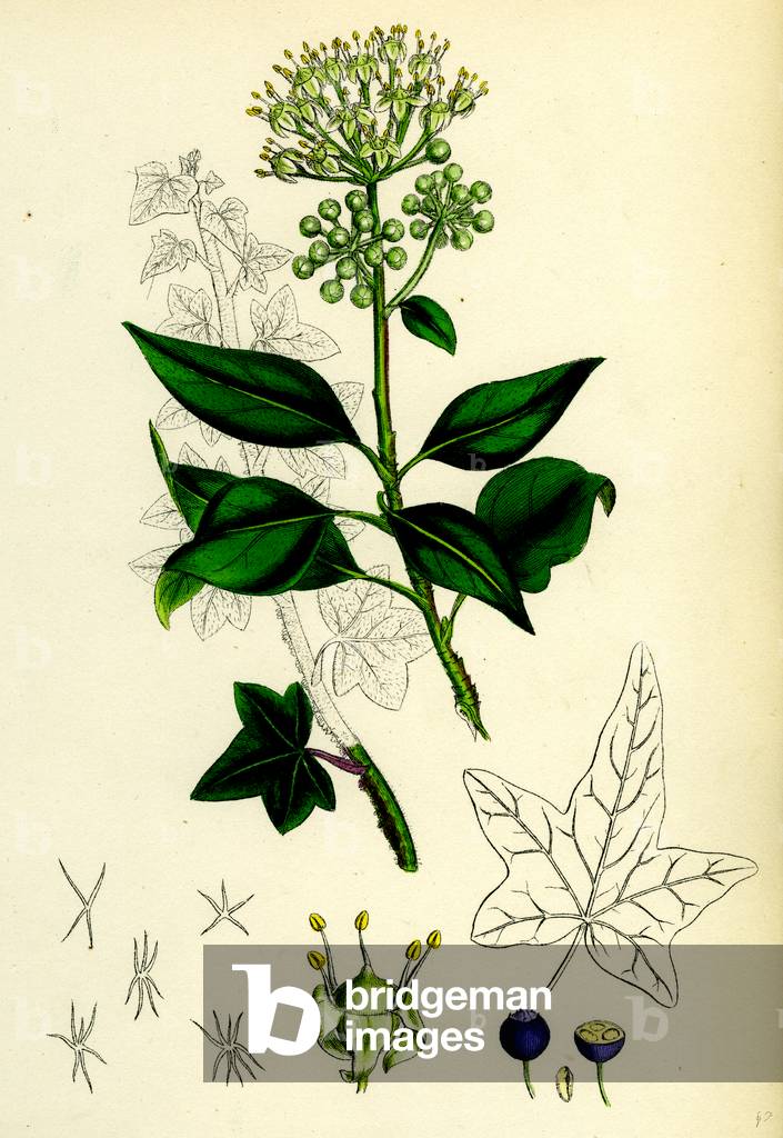 Hedera Helix Gemeiner Efeu
