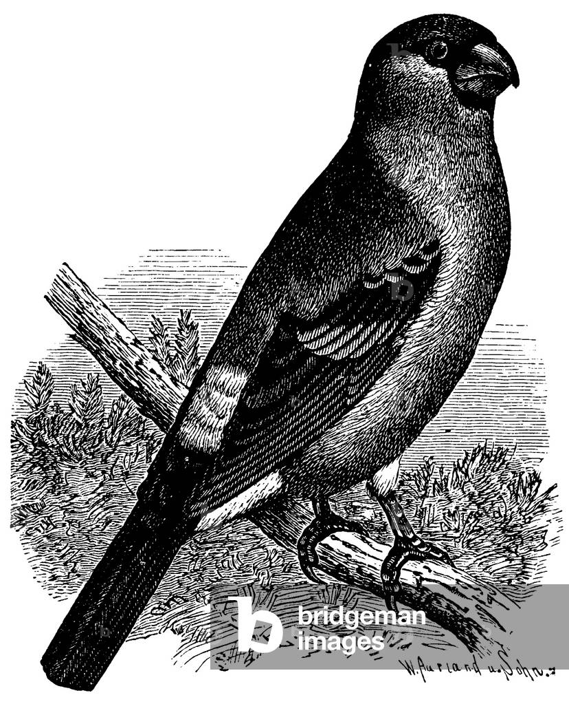 Bullfinch