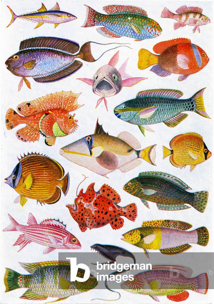Fish 1925 Image of Fish of the Pacific Ocean, 1925 (litho) by American School ...