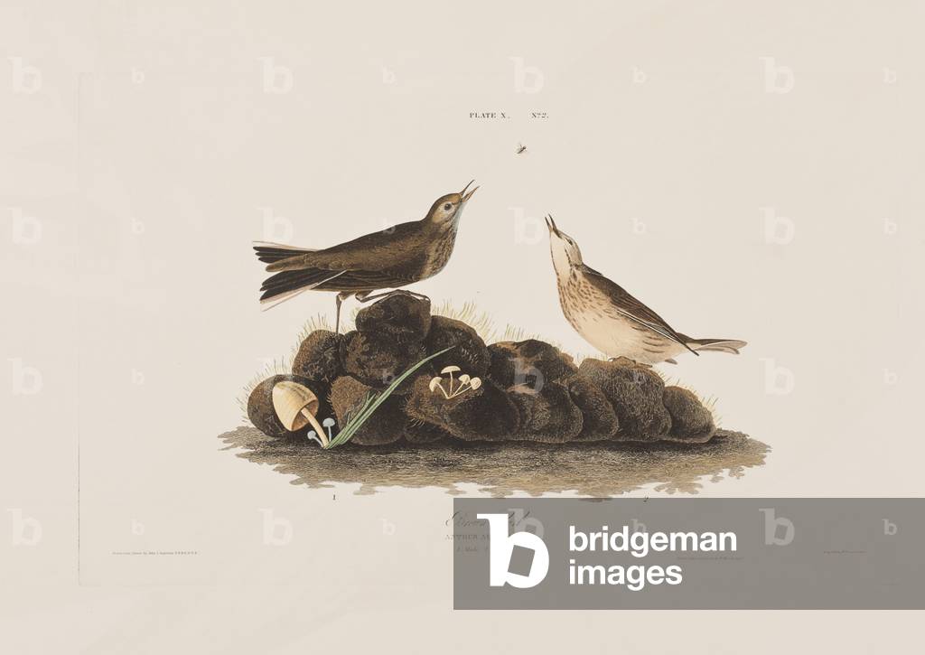 Illustration von 'Birds of America', 1827-38 (handkolorierte Gravur & Aquatinte)