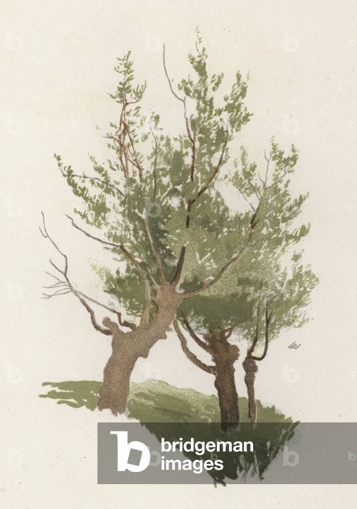 Alberi: Il Salice (colore lito)