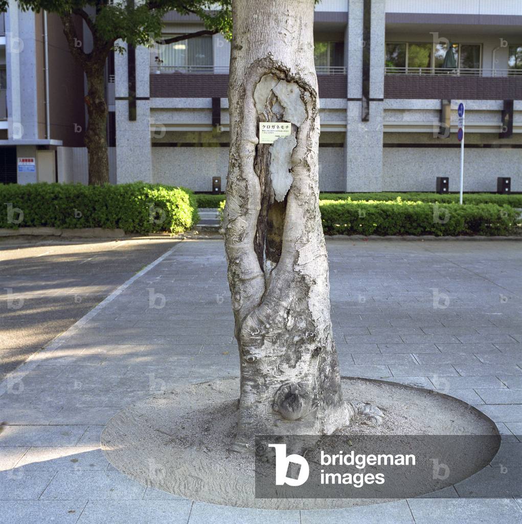 Bild von Fotografie "Hiroshima" von Paule Saviano