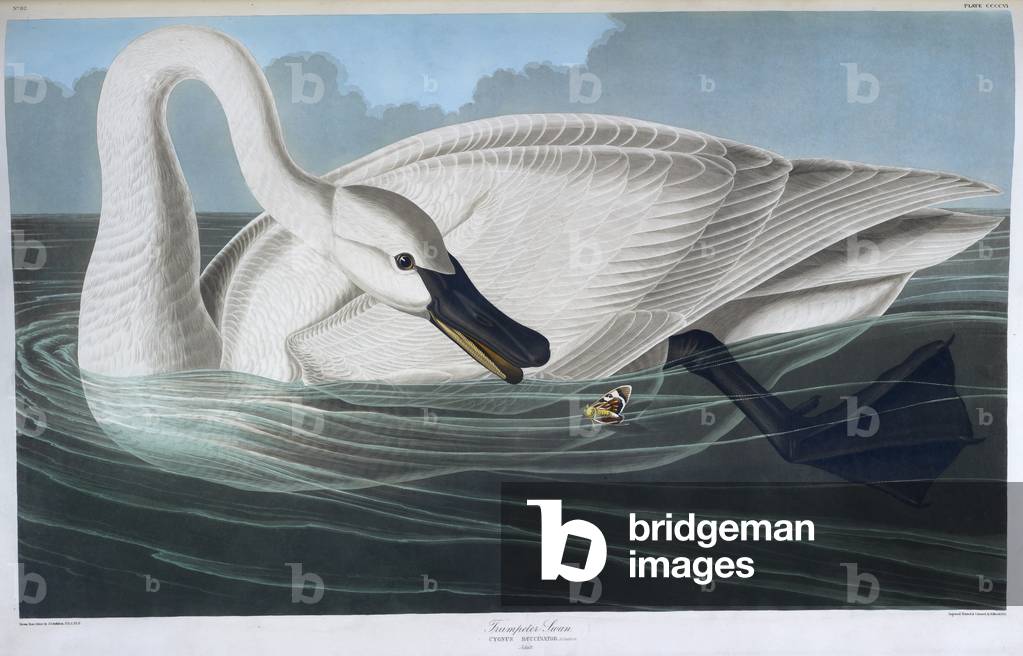 Immagine di Stampa "Un uccello. Illustrazione a colori di Audubon; Cigno trombettiere."