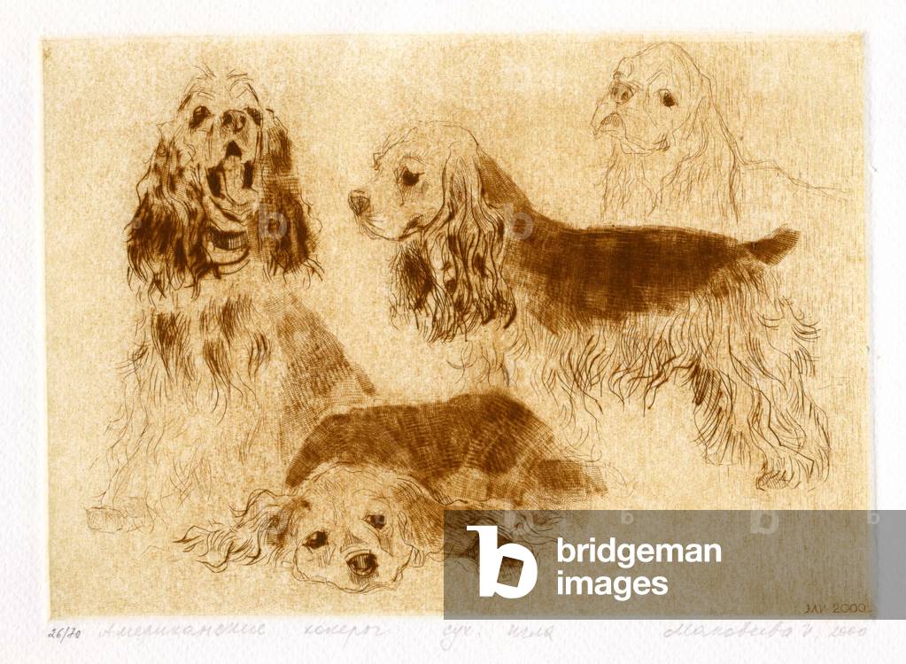American Cocker Spaniels, 2000 (Trockenpunkt)