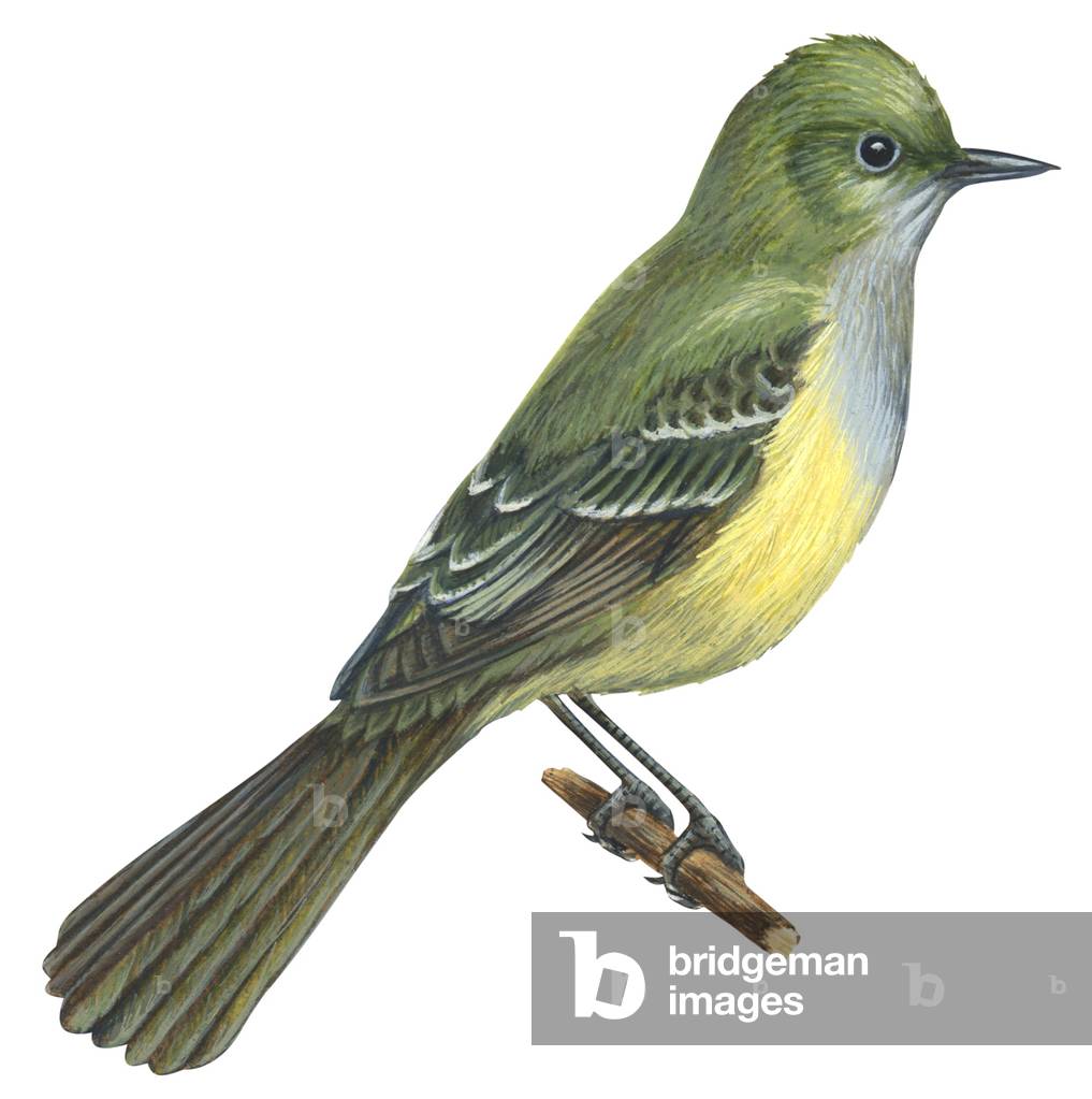 Großkroter Fliegenfänger