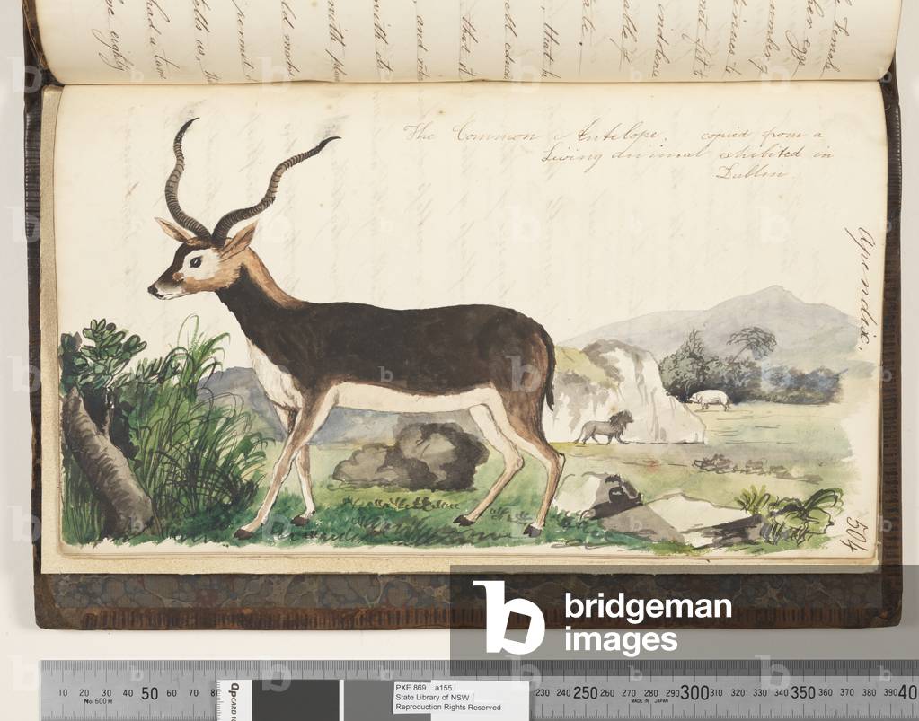 Seite 504. Die Gemeinsame Antilope, kopiert von einem lebenden Tier ausgestellt in Dublin, 1810-17 (w/c & Manu