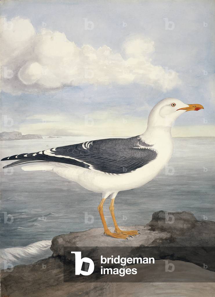 Image of Print depicting Larus fuscus by William MacGillivray