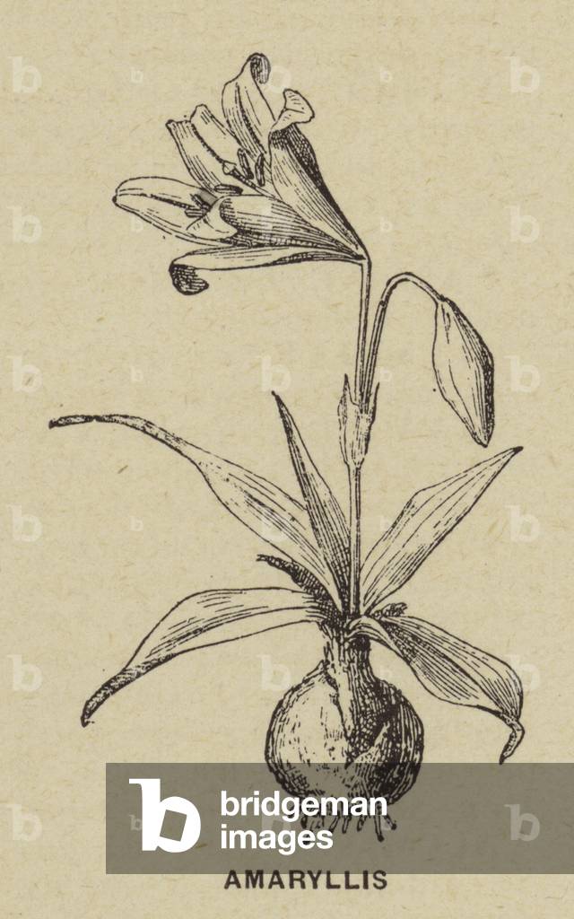 Amaryllis (Gravur)