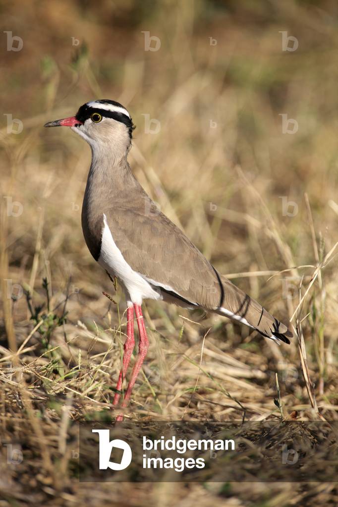 Image of Photography depicting Crowned Plover