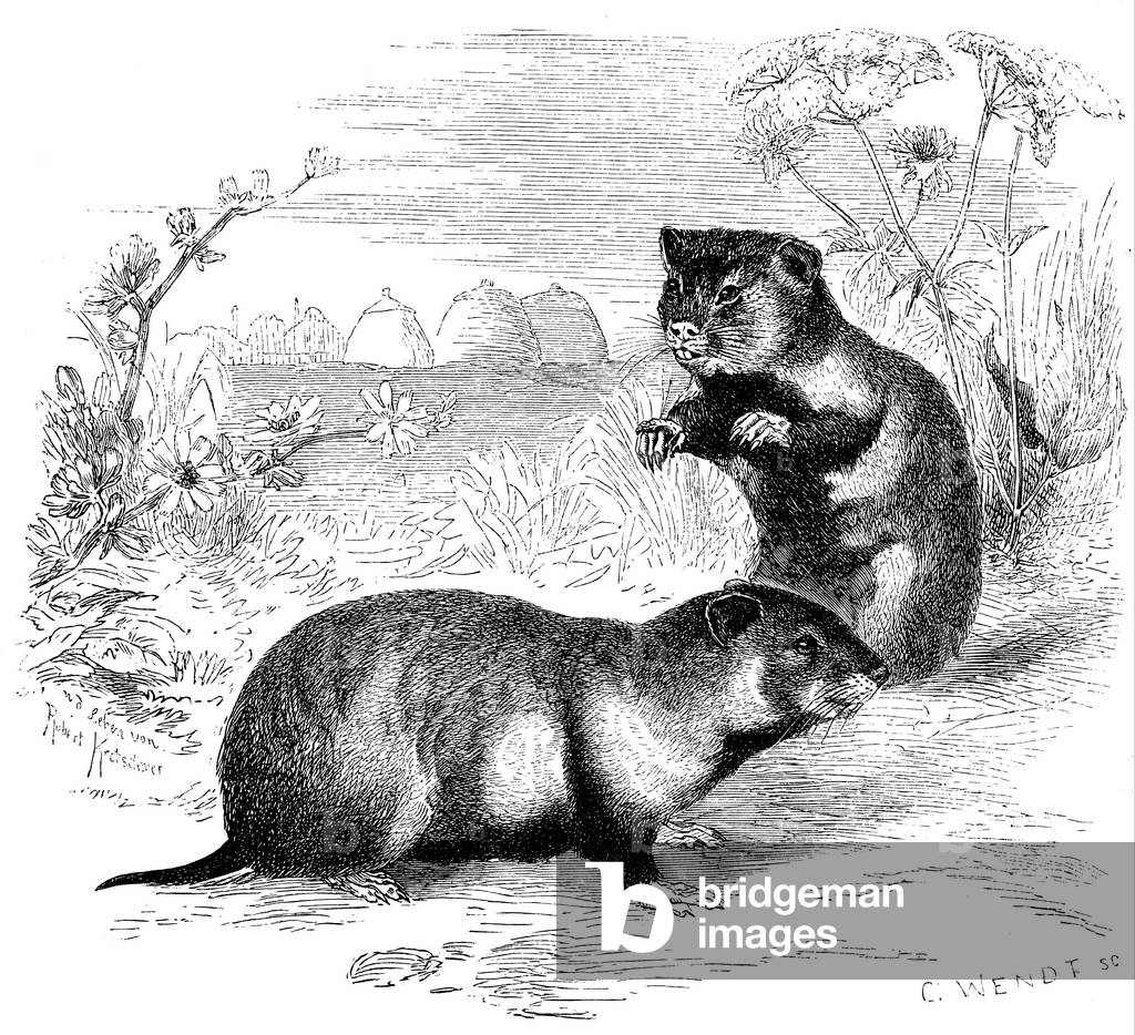 Image of Engraving depicting Hamster, b/w