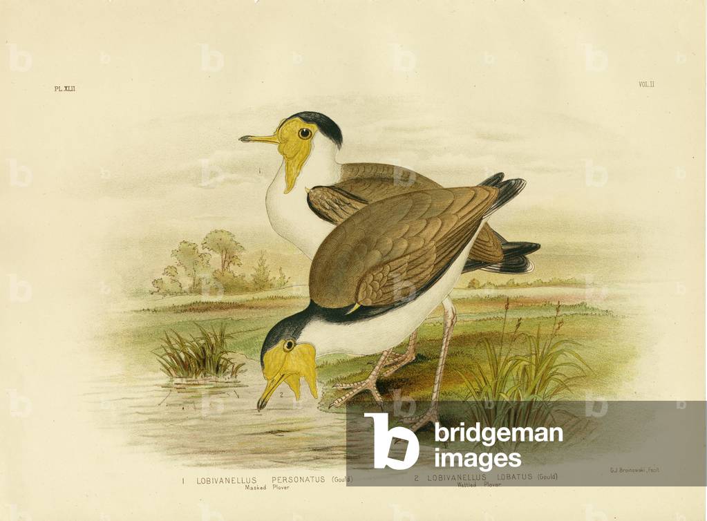 "Wattled Plover", 1891 von Gracius Broinowski, b/w