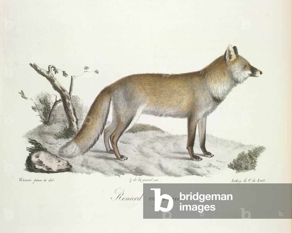 Renard ordinaire. Fox by French Artist