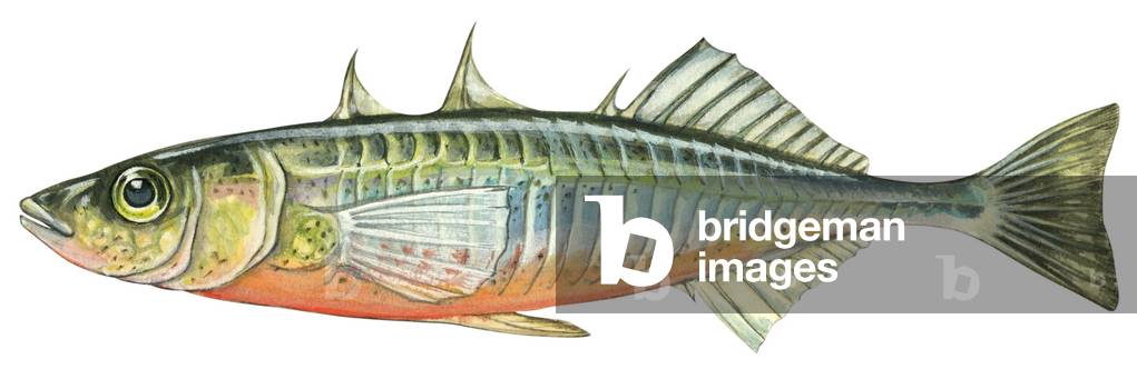 Stickleback a tre spine