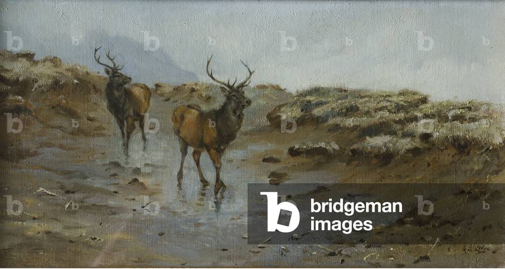 Bild von Gemälde "Hirsche (zwei Hirsche)" von George Edward Lodge