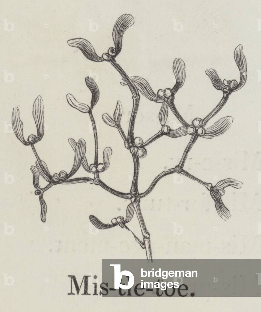 "Vischio (incisione)" di English School