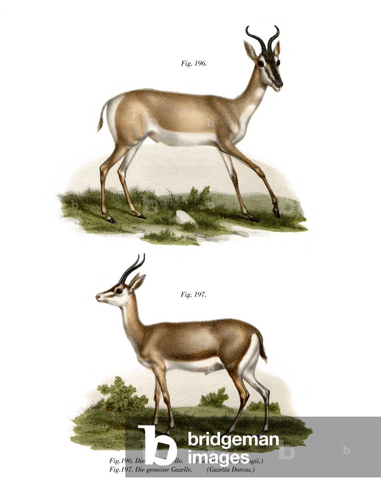 "Somali Soemmerring Gazelle", 1860 di German School