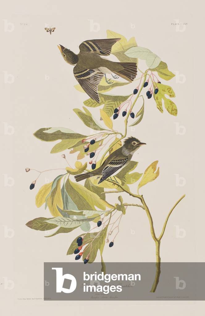 Image of Engraving depicting Illustration from 'Birds of America', 1827-38 by John James Audubon