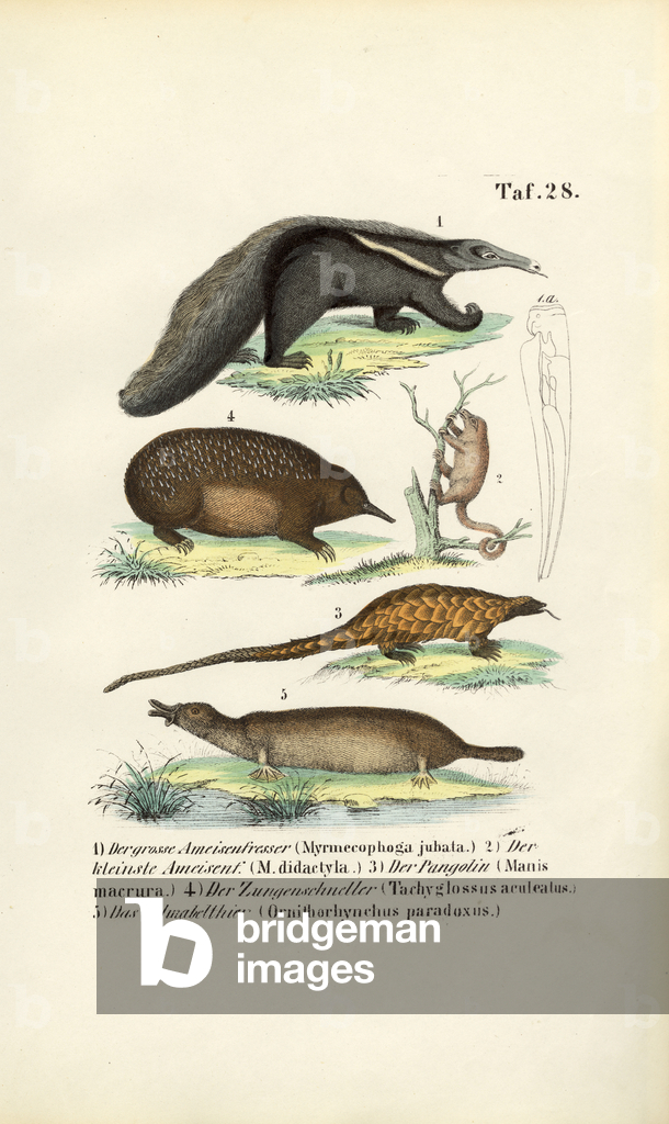 Image de Gravure représentant Fourmiliers et autres mammifères insectivores 1850 par J. W. Tenhaeff
