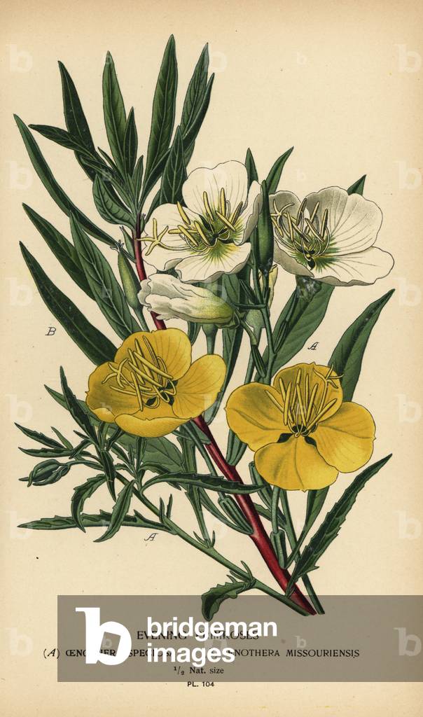 Evening primroses. by Désiré Georges Jean Marie Bois