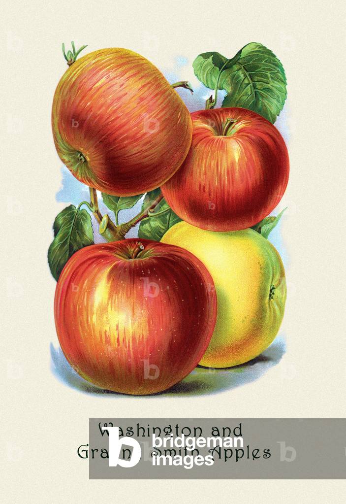 Washington e Granny Smith Mele, 1911 (stampa)
