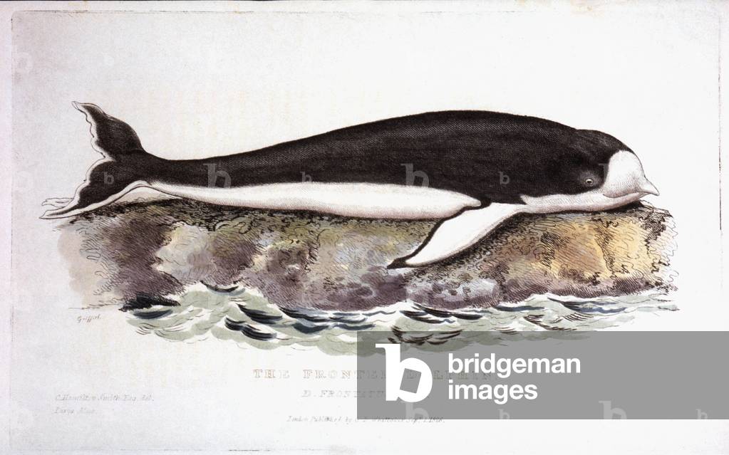 "Fronted Dolphin", 1826 di Georges Cuvier