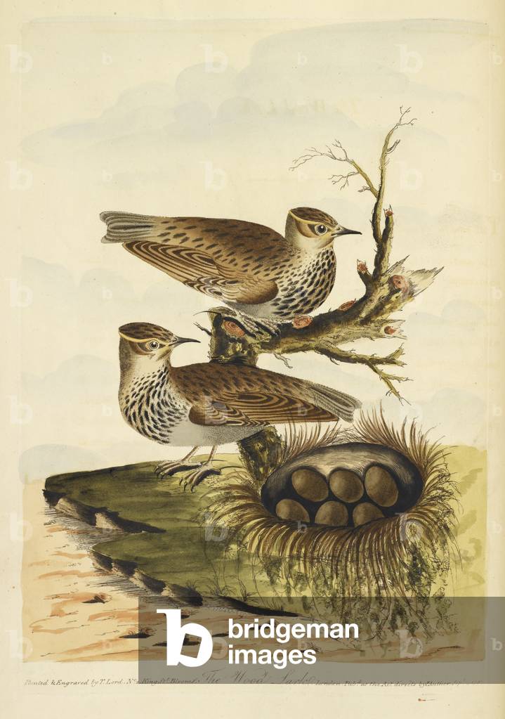Image of Engraving depicting Two wood larks above a nest full of eggs, b/w