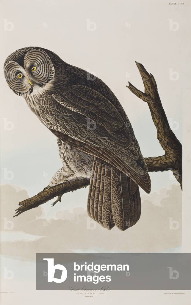 Image of Engraving depicting Illustration from 'Birds of America', 1827-38 by John James Audubon, b/w