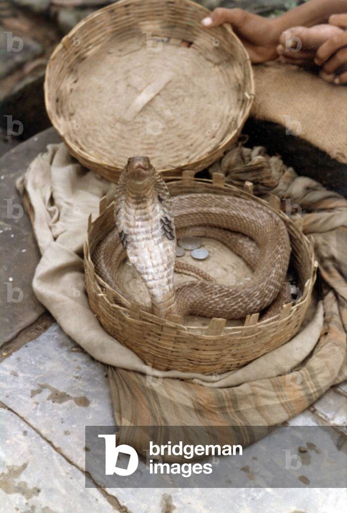 Image of Photography depicting Un cobra by Catherine Shepard