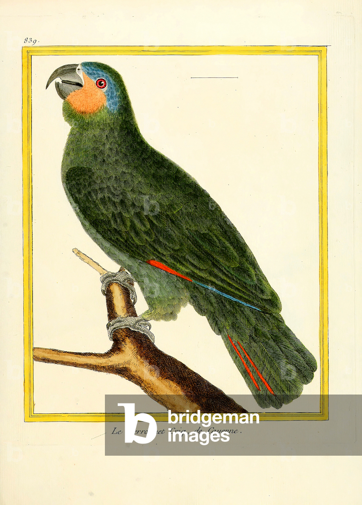 Image de Estampe représentant Crick Parrot from Cayenne (estampe) 1770